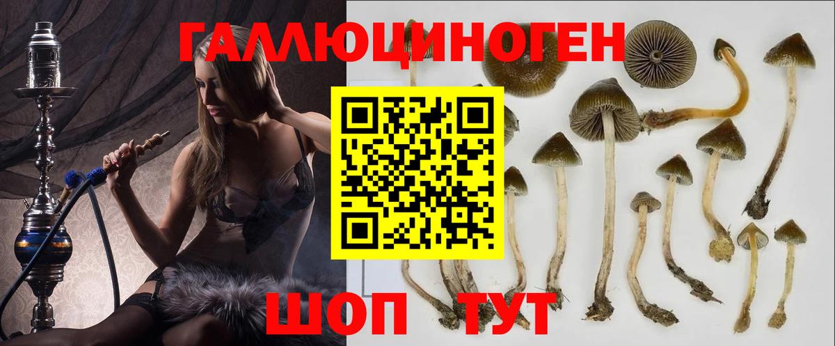 Галлюциногенные грибы Psilocybe Славгород